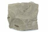 Fossil Leaf with Crane Flies - Green River Formation, Utah #377139-2